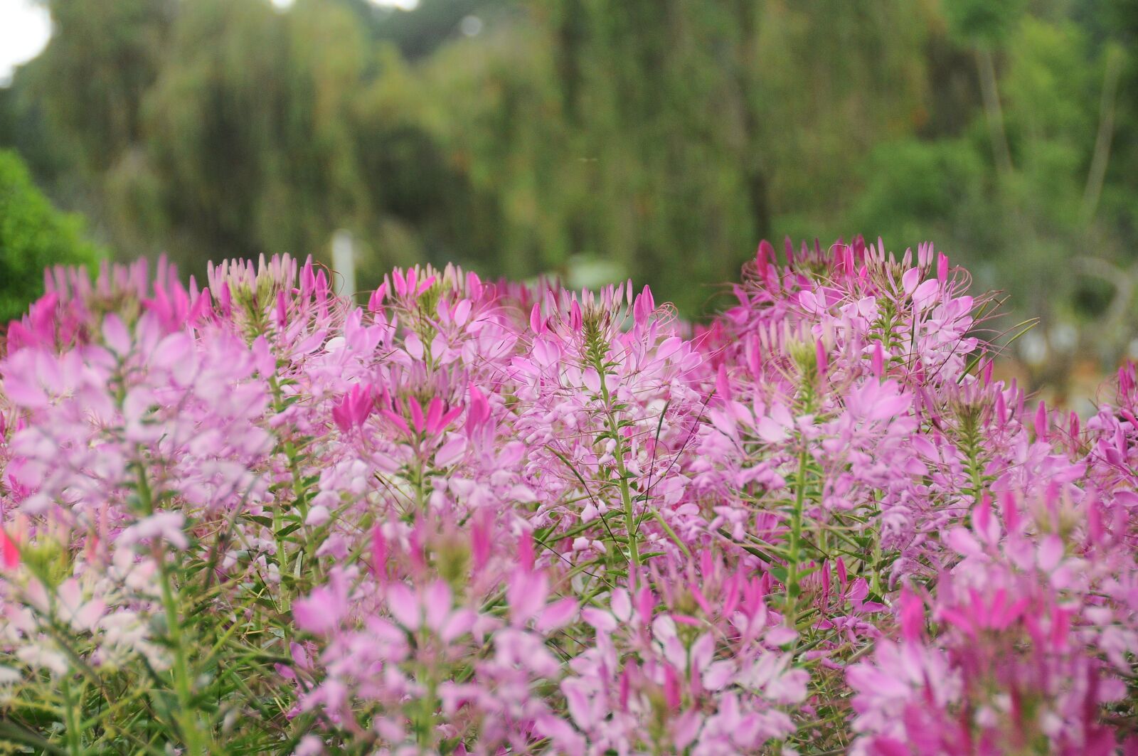 Nikon D90 sample photo. The garden, flower, skin photography