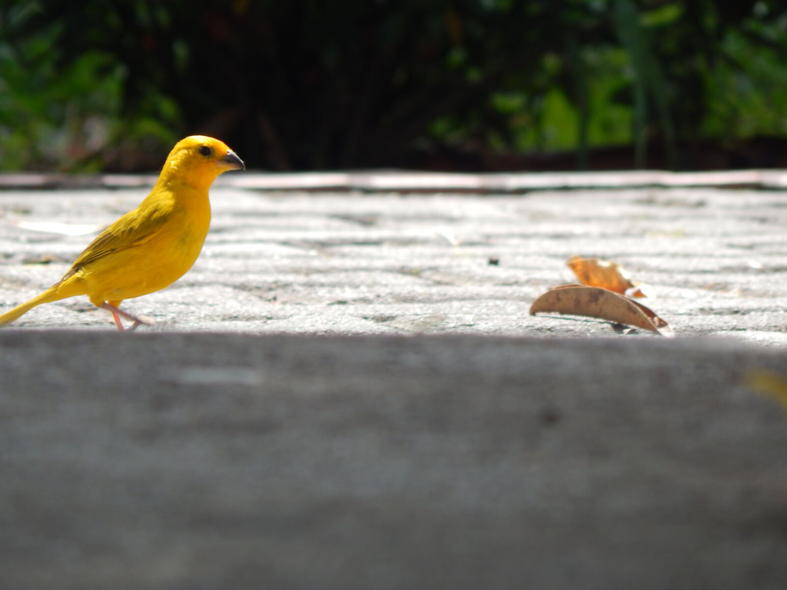 Nikon Coolpix L820 sample photo. Bird, birds photography