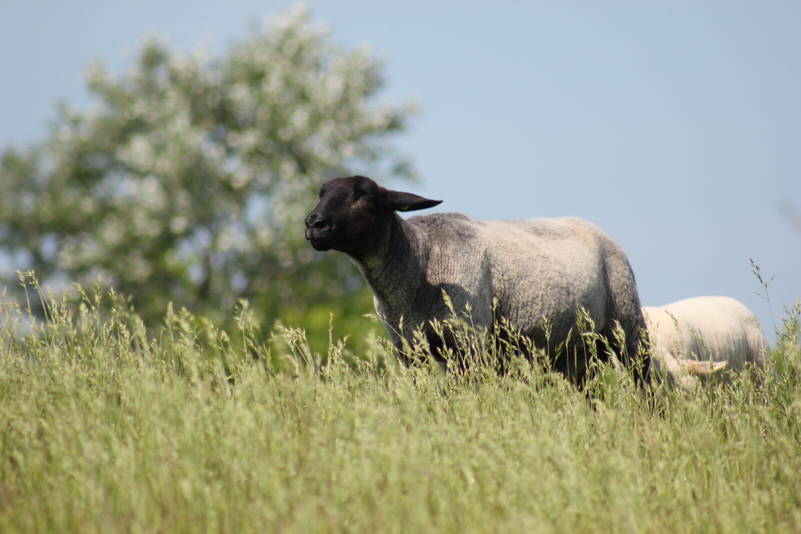 Canon EOS 550D (EOS Rebel T2i / EOS Kiss X4) sample photo. Sheep, dike, meadow photography