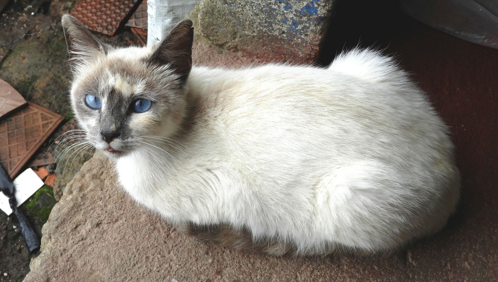 Nikon Coolpix B700 sample photo. Fauna, animal, cat photography