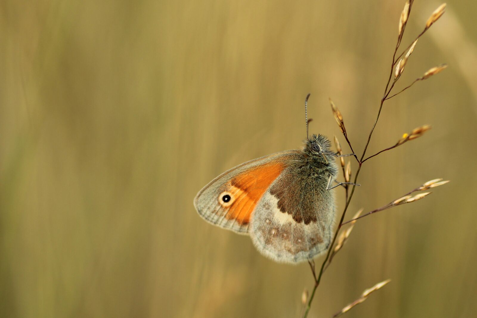 Tamron SP 90mm F2.8 Di VC USD 1:1 Macro sample photo. Butterfly, meadow birds, nature photography