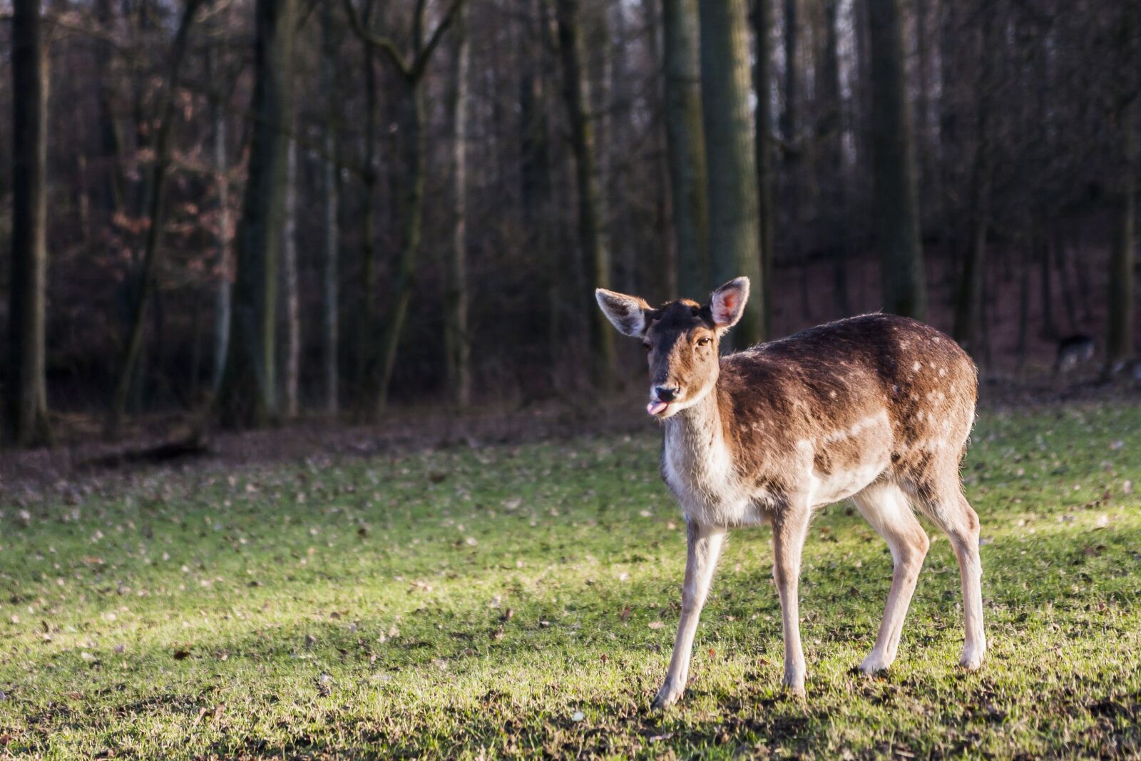 Canon EOS 40D sample photo. Deer, düsseldorf, wildpark photography
