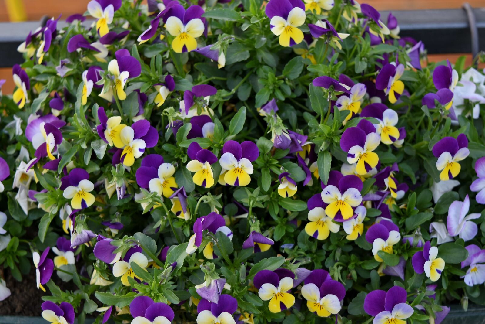 Nikon D5500 sample photo. Flower, organism, plant, viola photography