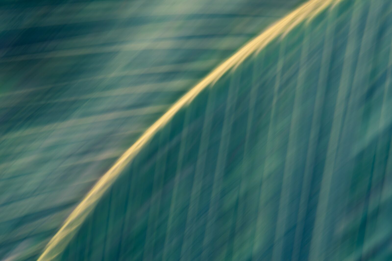 Nikon D3200 sample photo. Palm, leaves, tropical photography