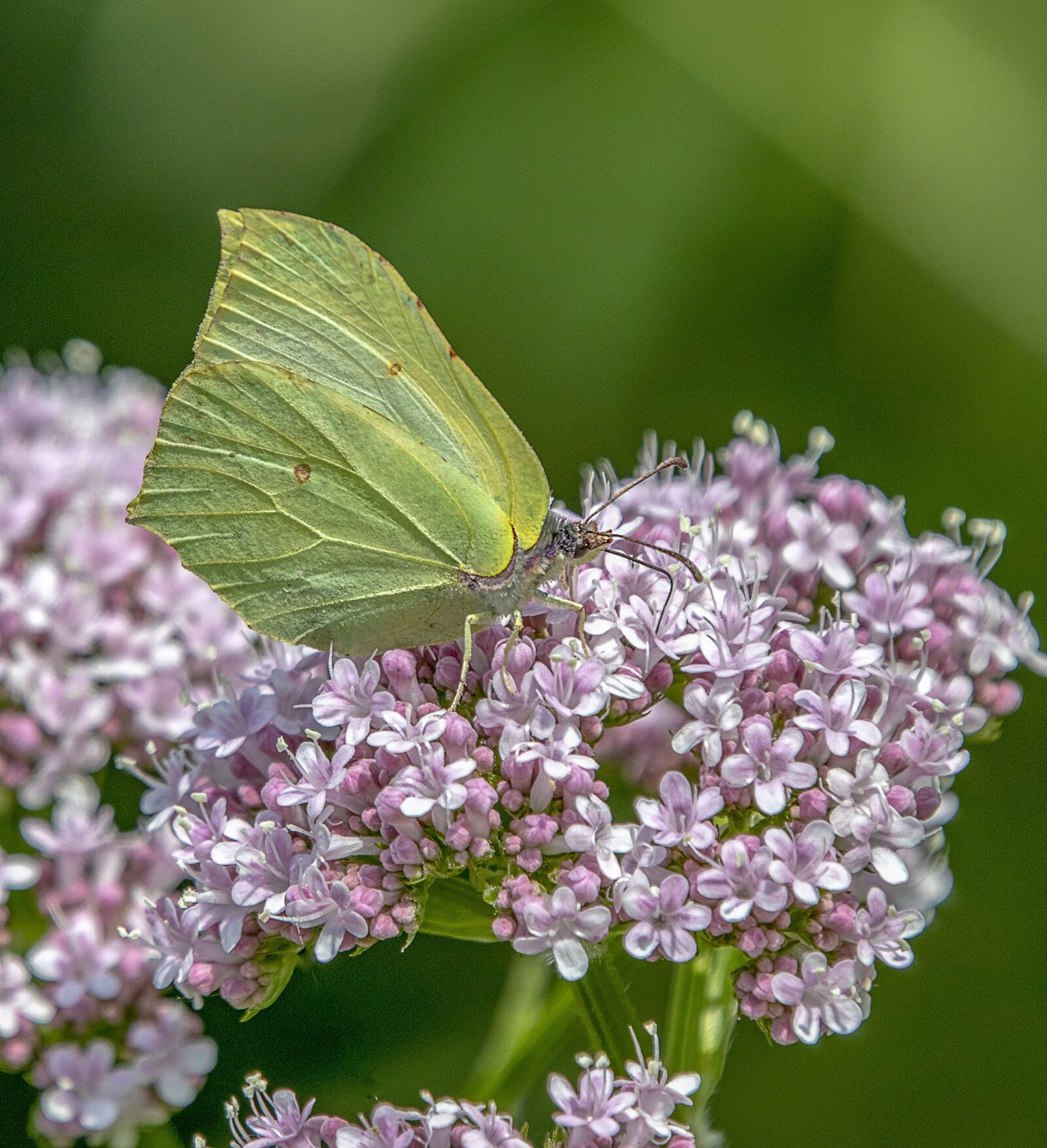 Sigma 100-400mm F5-6.3 DG OS HSM sample photo. Brimstone, butterfly, nature photography