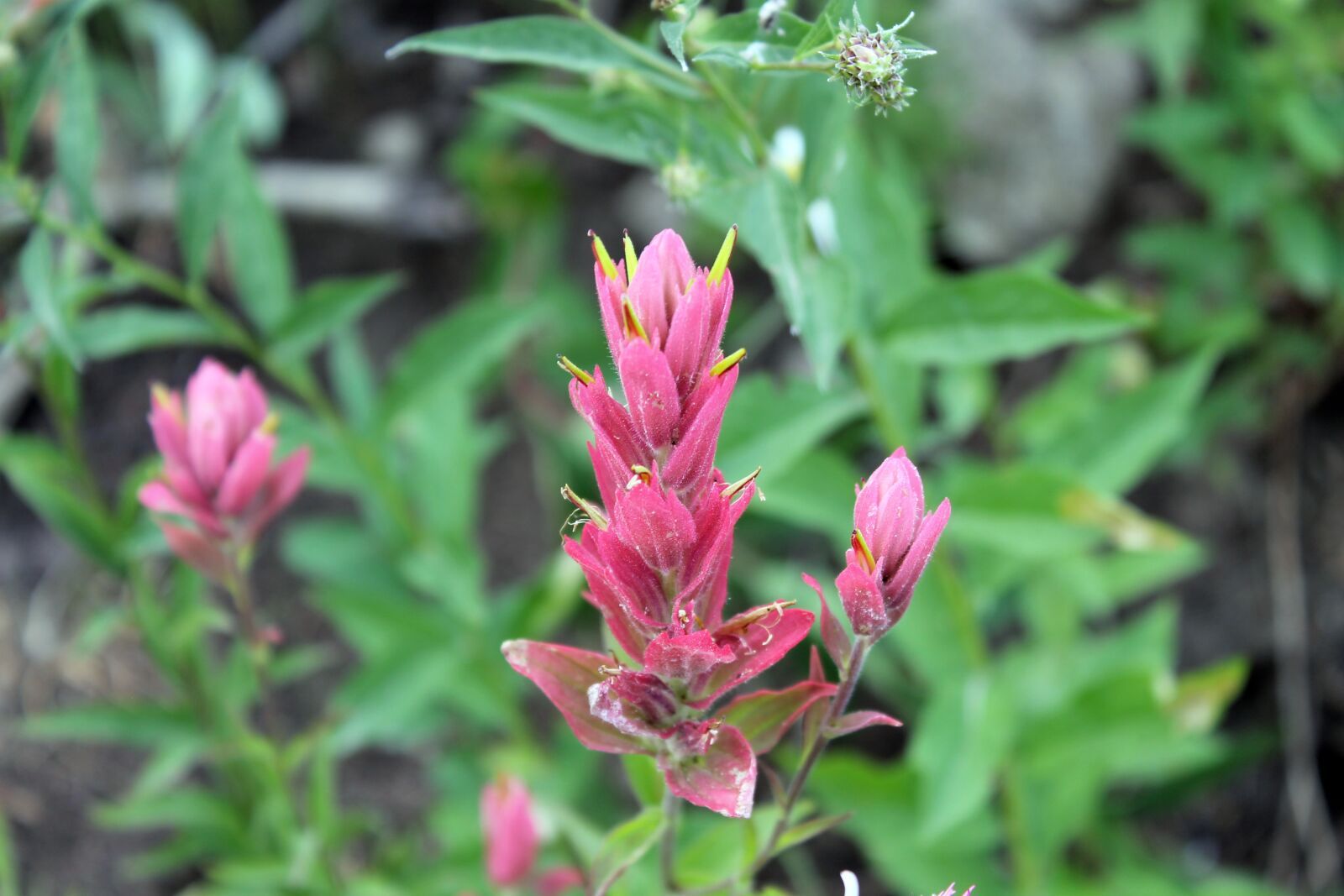 Canon EOS 1100D (EOS Rebel T3 / EOS Kiss X50) sample photo. Pink, flower photography