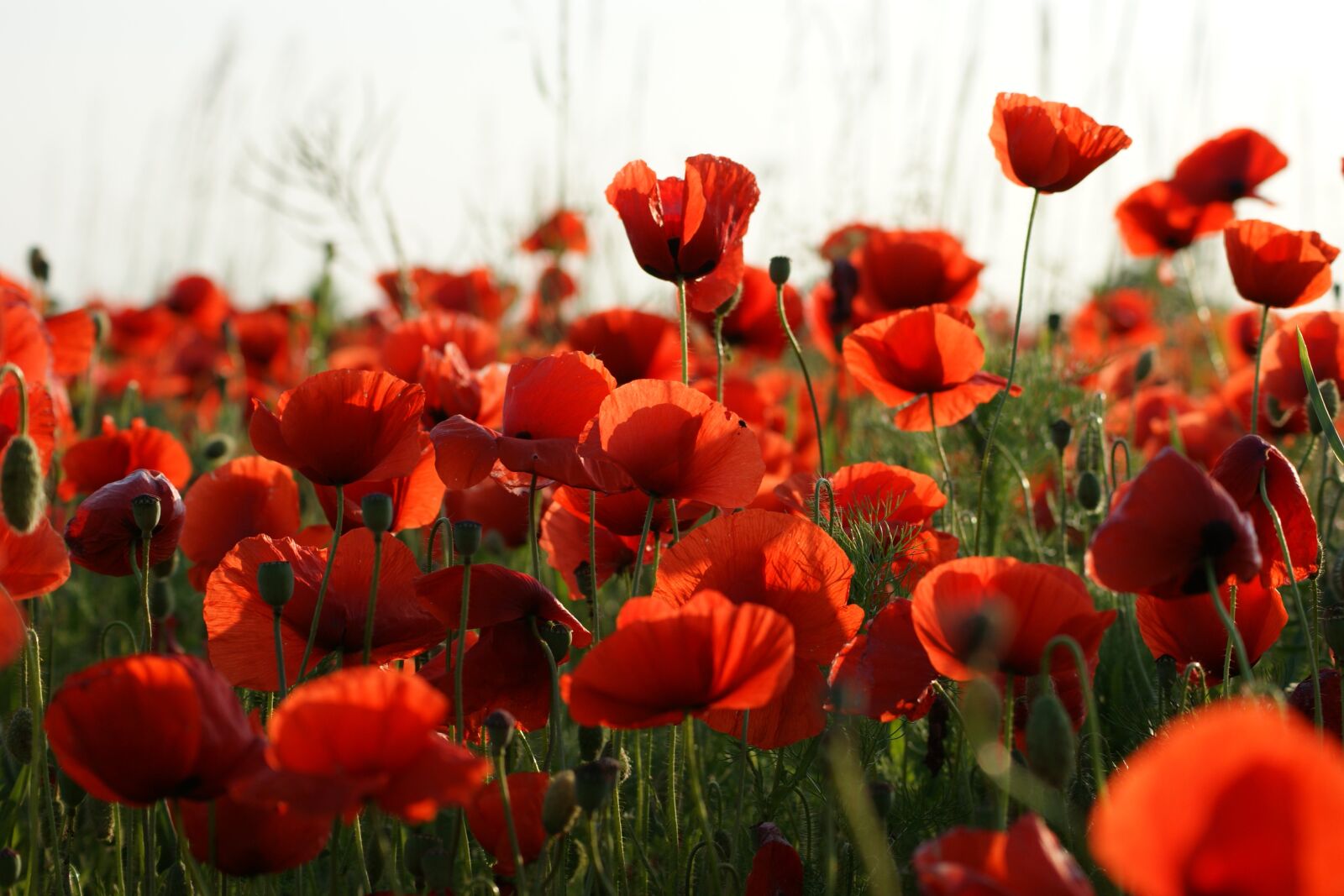 Sony Alpha DSLR-A350 sample photo. Poppies, meadow, poppy photography