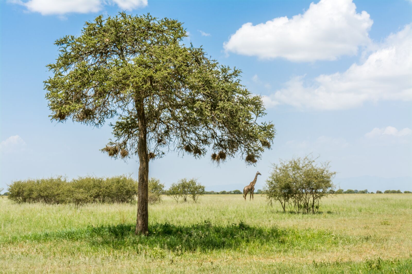 Nikon D5200 sample photo. Giraffe, safari, africa photography