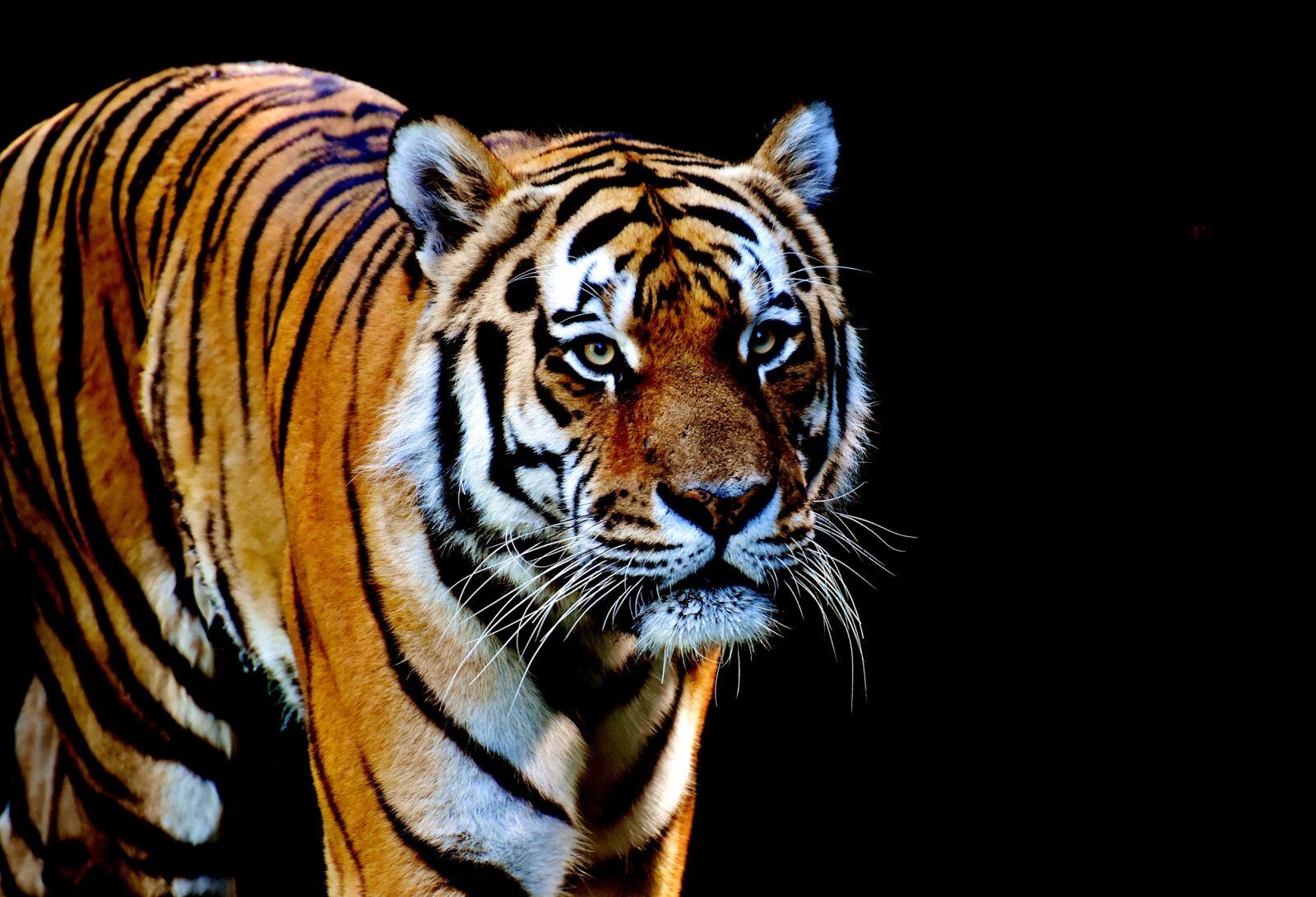 Nikon D7200 sample photo. Tiger, predator, fur photography