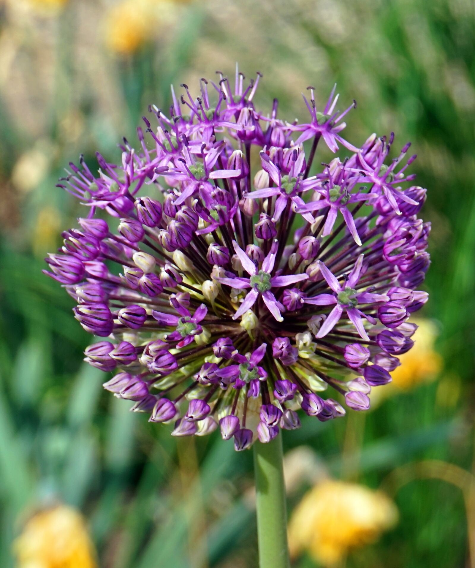 Sony Alpha a5000 (ILCE 5000) sample photo. Plant, nature, flower photography