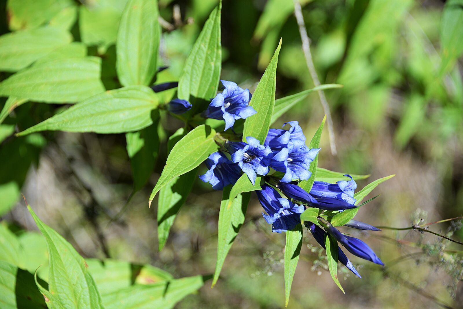 Nikon D610 sample photo. Bellflower, forest, blossom photography