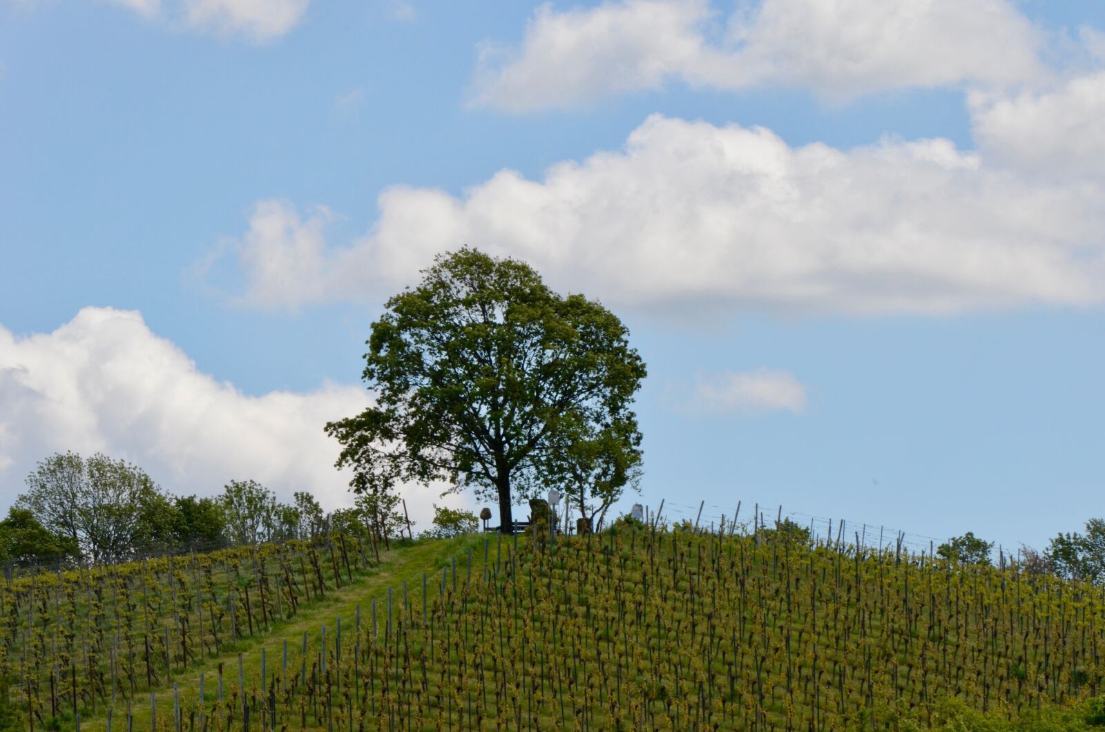 Nikon D5100 sample photo. Vineyard, tree, landscape photography