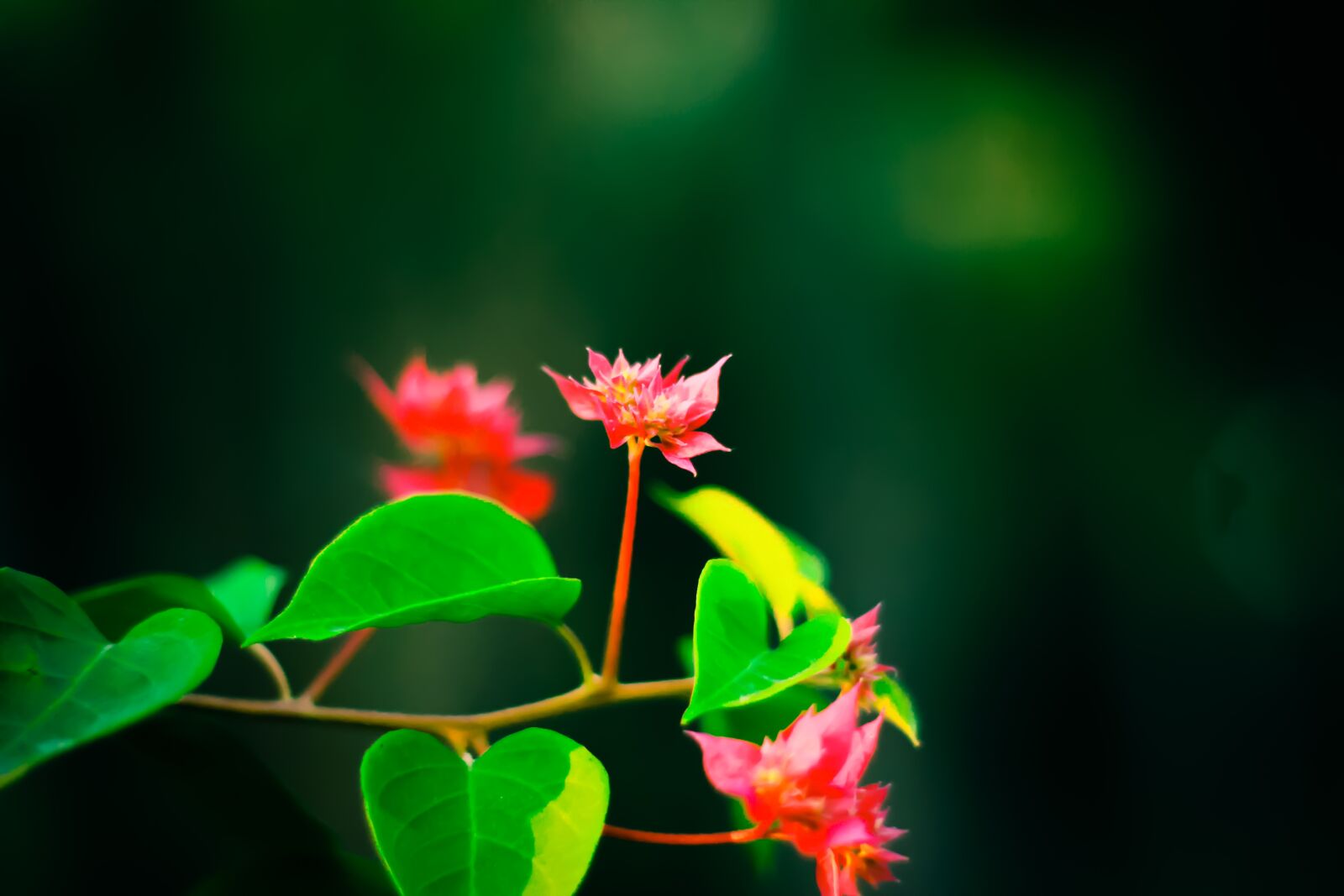 Canon EOS 600D (Rebel EOS T3i / EOS Kiss X5) + Canon EF 50mm F1.8 II sample photo. Nature, leaf, flora photography