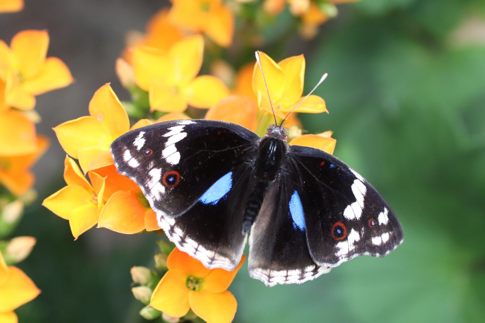 Tamron SP 90mm F2.8 Di VC USD 1:1 Macro sample photo. Butterfly, flower, nature photography