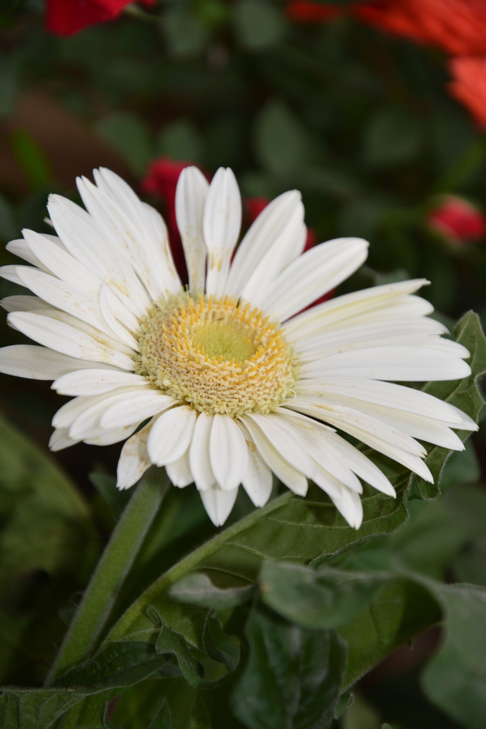 Nikon D5200 sample photo. Flower, marguerite, petals photography