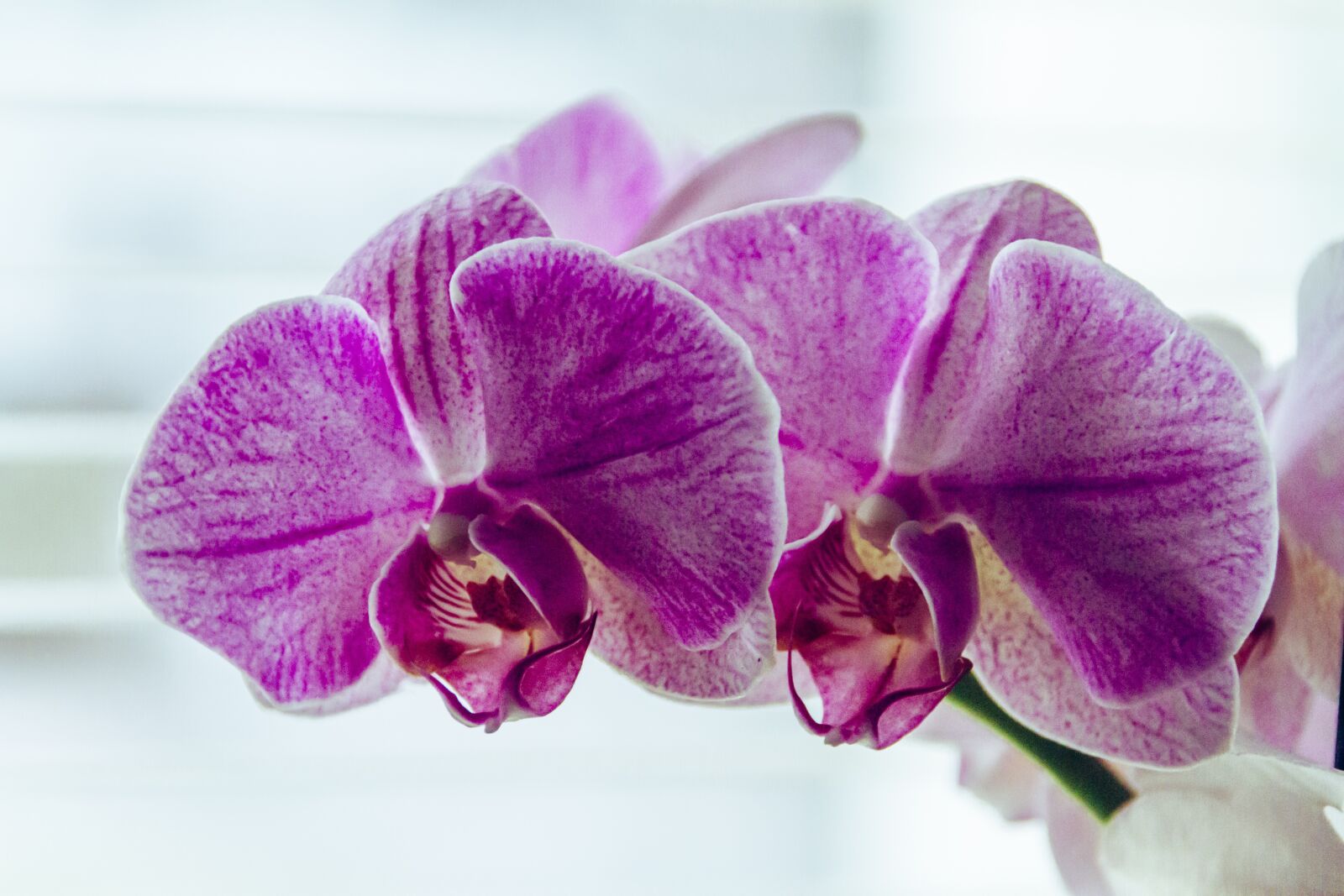 Canon EOS 7D sample photo. Orchid, flower, k photography