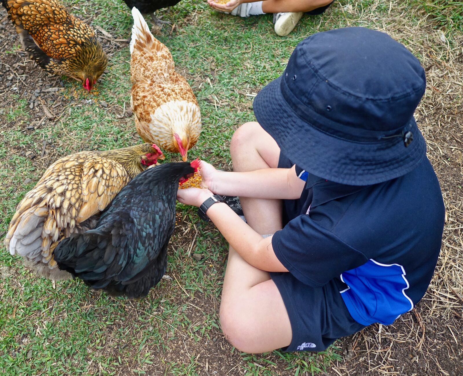 Sony Cyber-shot DSC-RX100 III sample photo. Feeding, chickens, cute photography