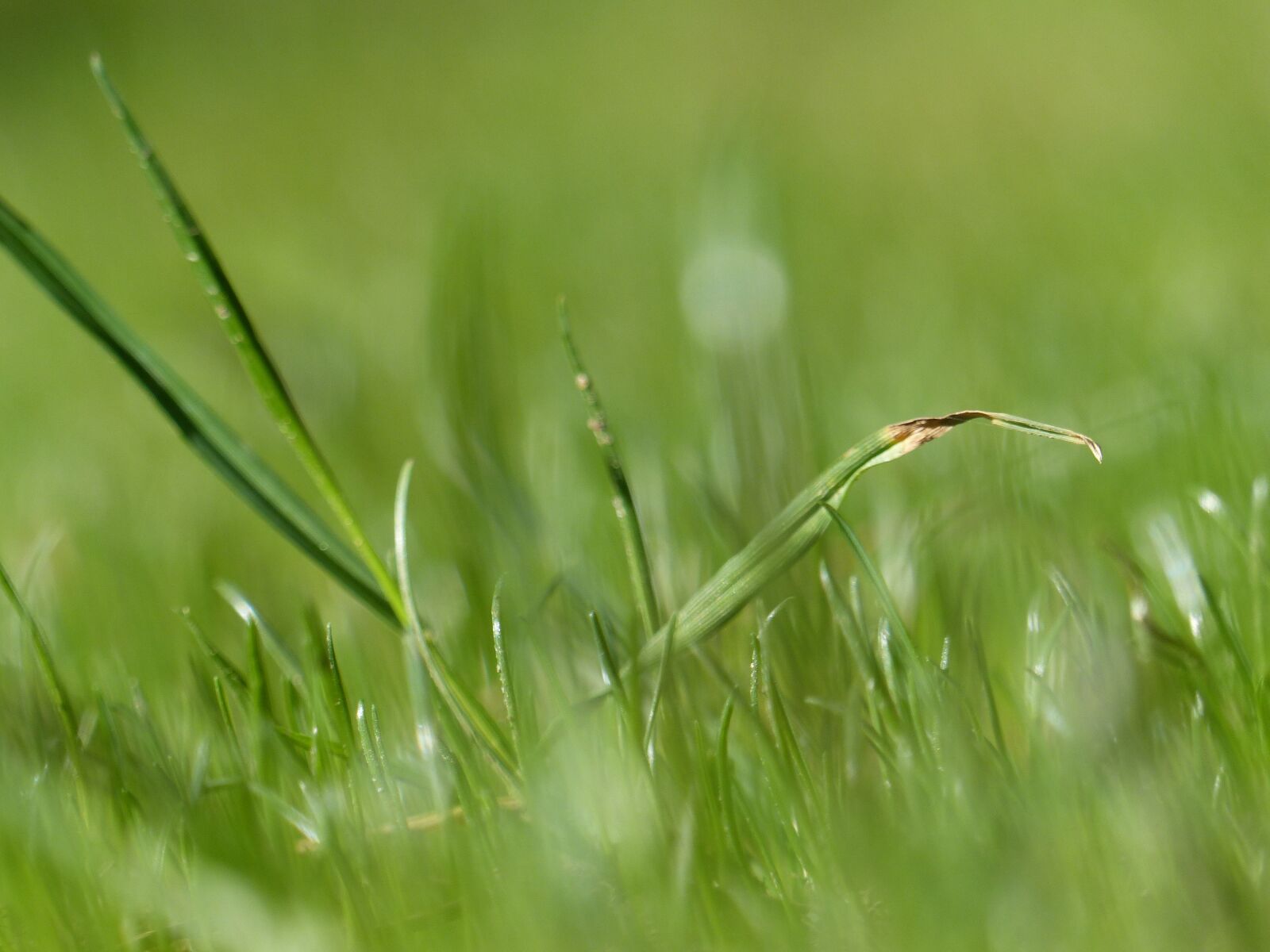 Panasonic Lumix DMC-FZ200 sample photo. Grass, meadow, blade of photography