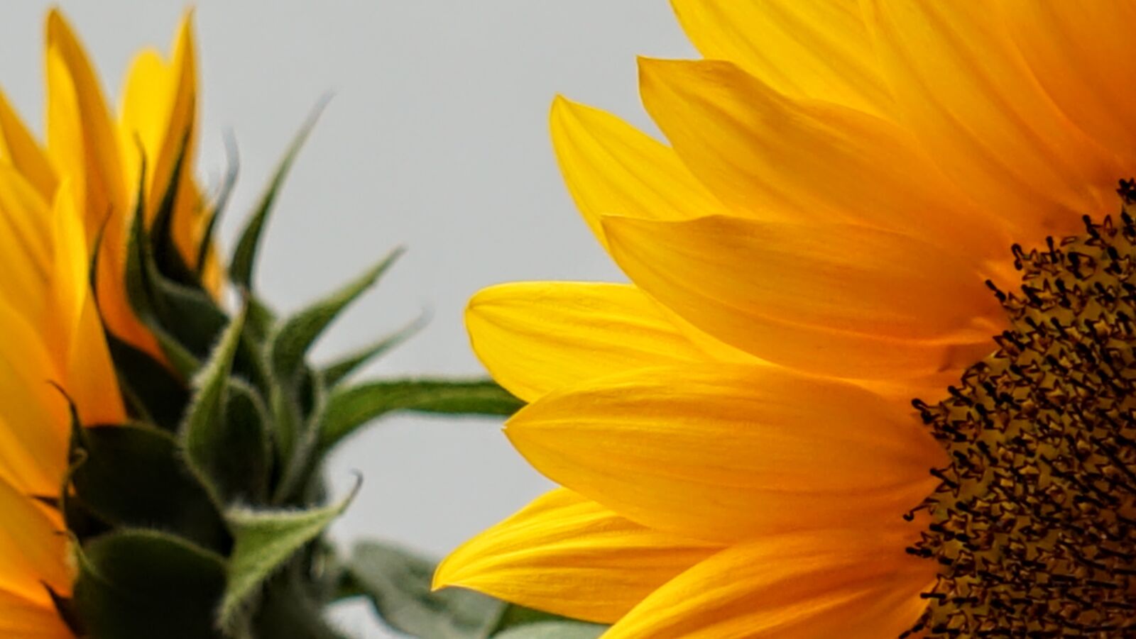 Sony a7 + Sony E 55-210mm F4.5-6.3 OSS sample photo. Sunflower, nature, yellow photography