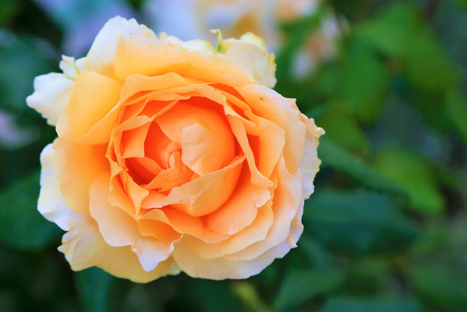Canon EF 24-105mm F4L IS USM sample photo. Rose, orange, love photography
