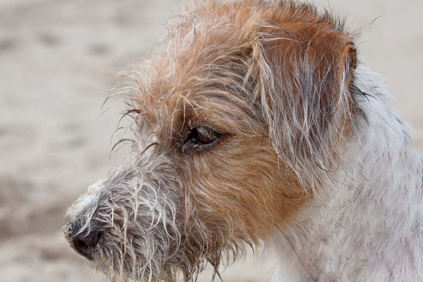 Canon EOS 50D sample photo. Dog, terrier, parson photography