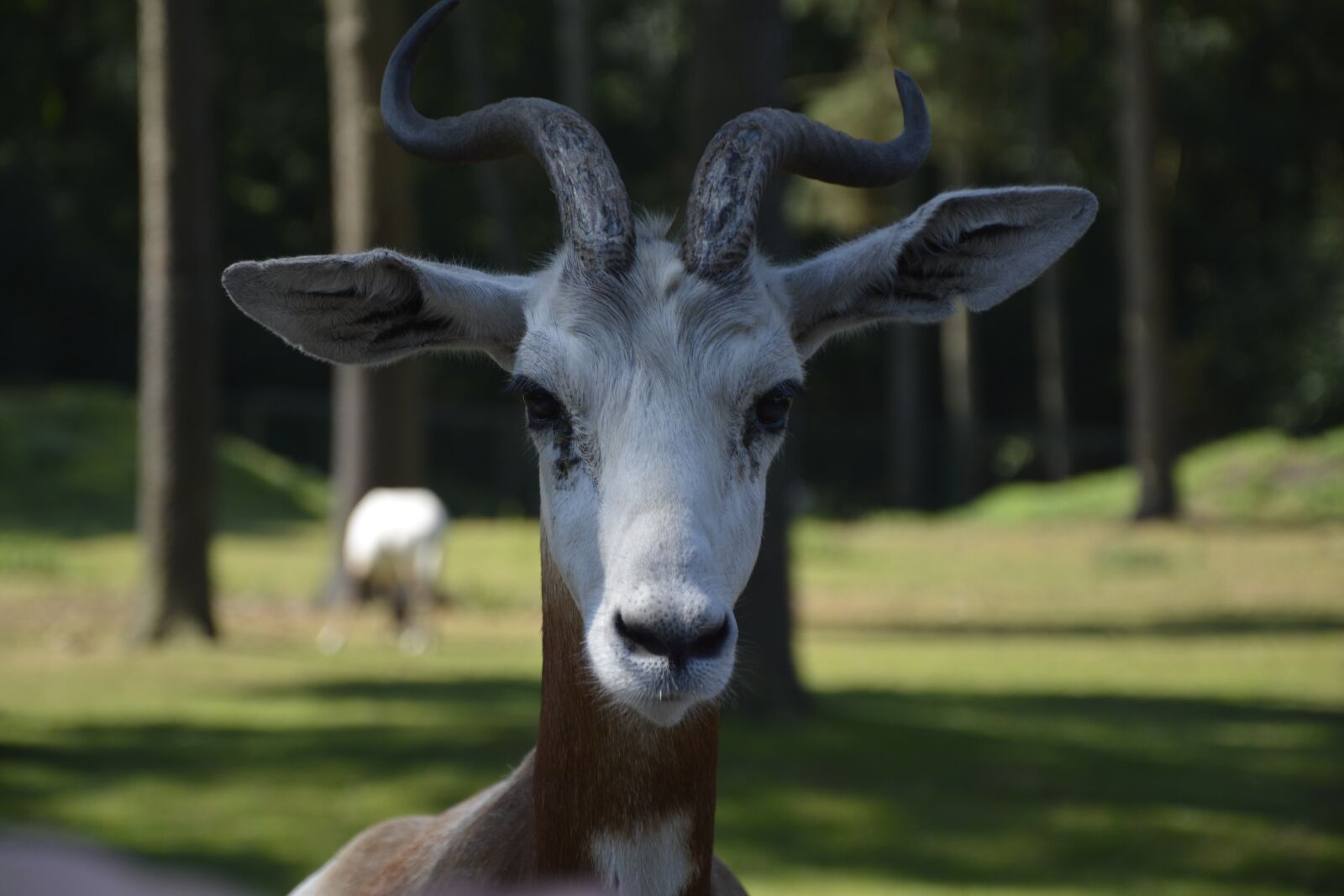 Nikon D7100 sample photo. Animal, africa, gnu photography