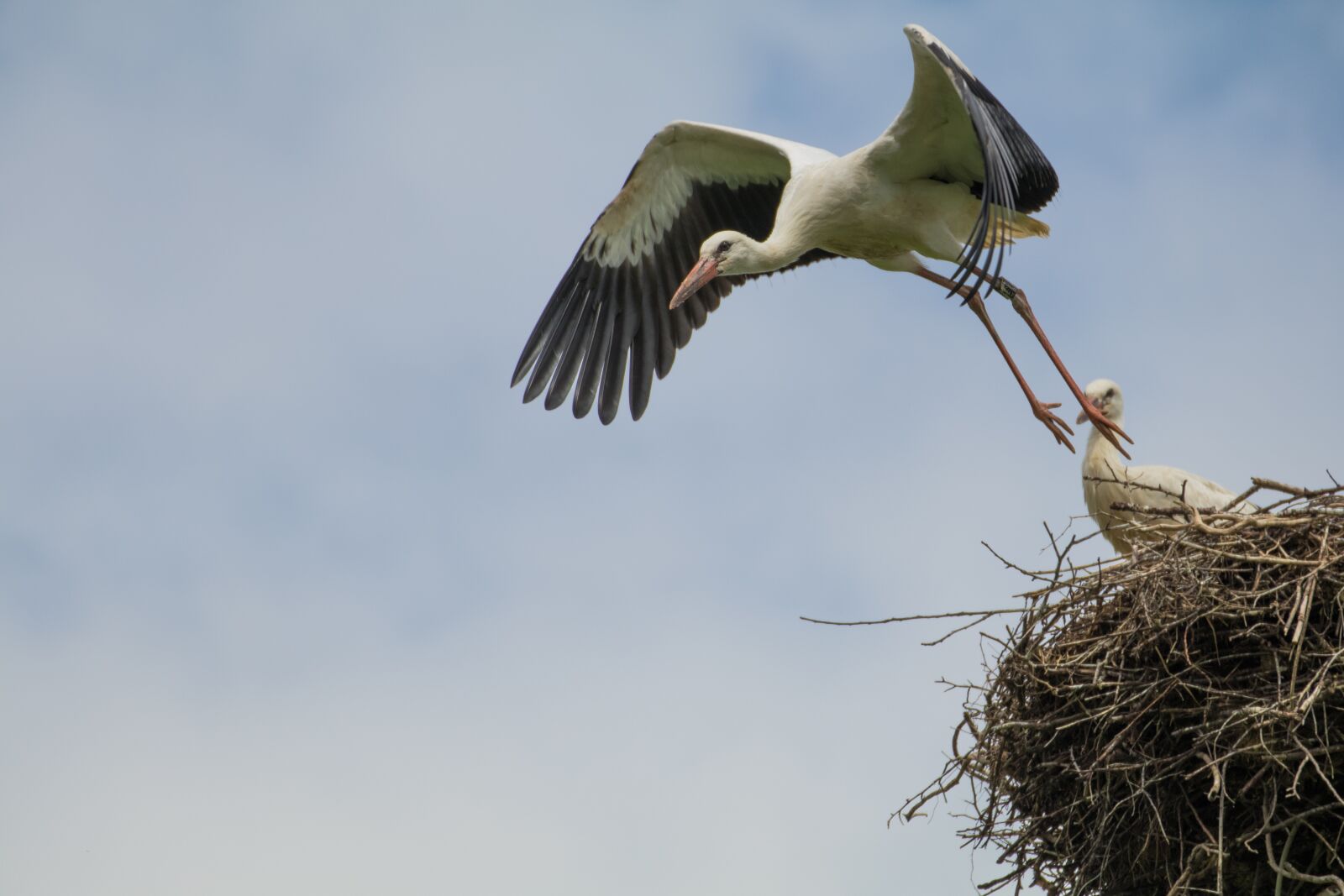 Canon EOS 80D sample photo. Bird, animal world, nature photography