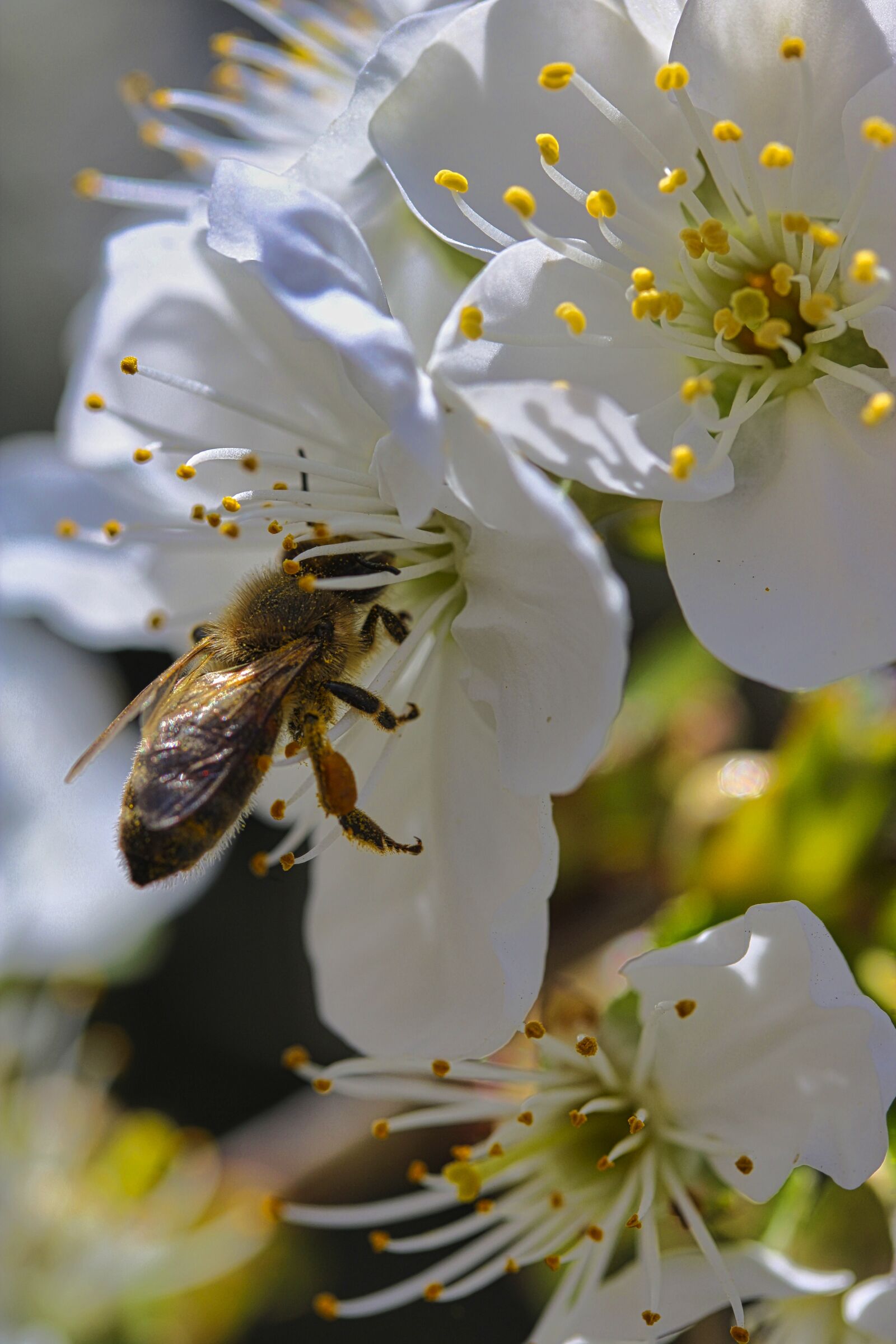 Canon EF-S 60mm F2.8 Macro USM sample photo. Spring, bee, macro photography