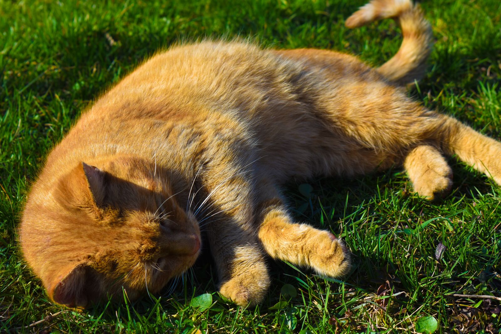 Nikon D3500 sample photo. Cat, orange, green photography