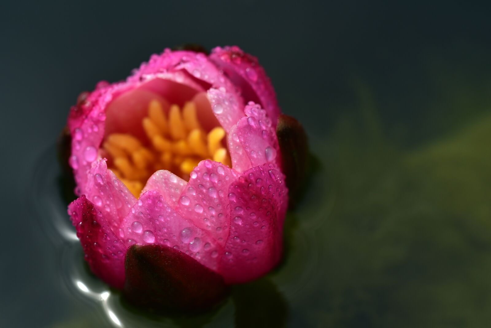 Nikon D750 sample photo. Blossom, bloom, water lily photography