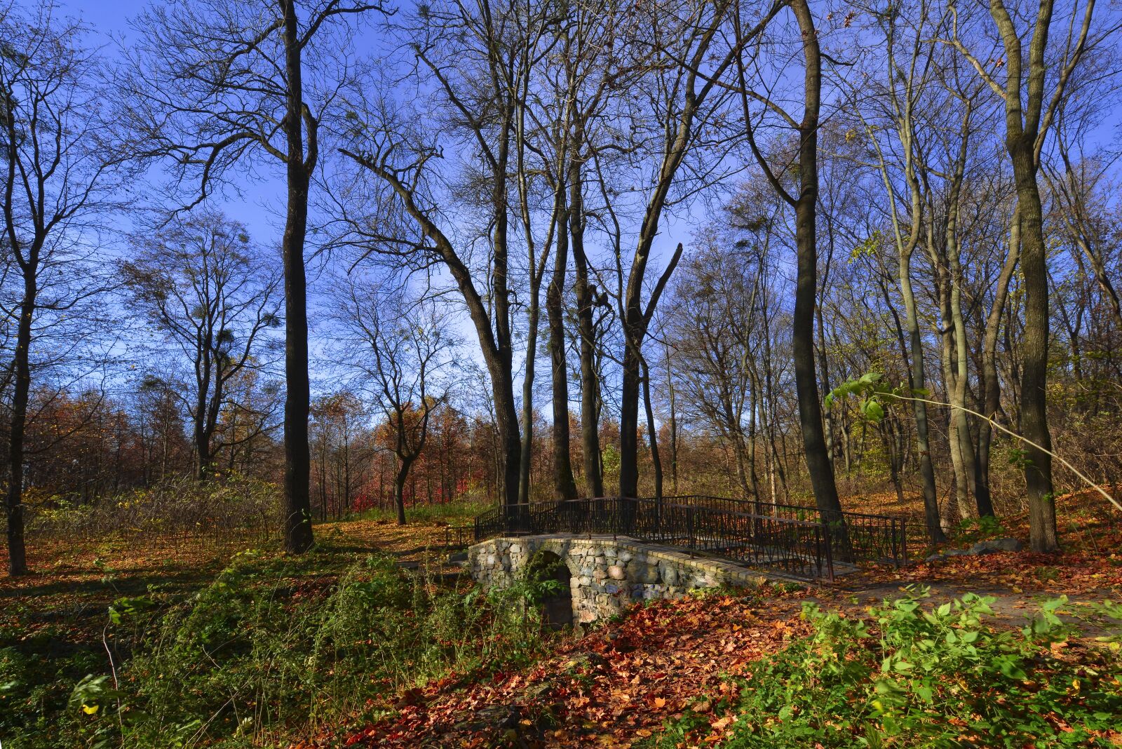 Nikon D800E sample photo. Nature, tree, landscape photography