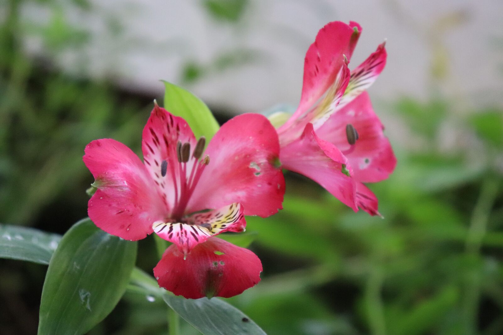 Canon EOS 200D (EOS Rebel SL2 / EOS Kiss X9) sample photo. Nature, garden, blossom photography