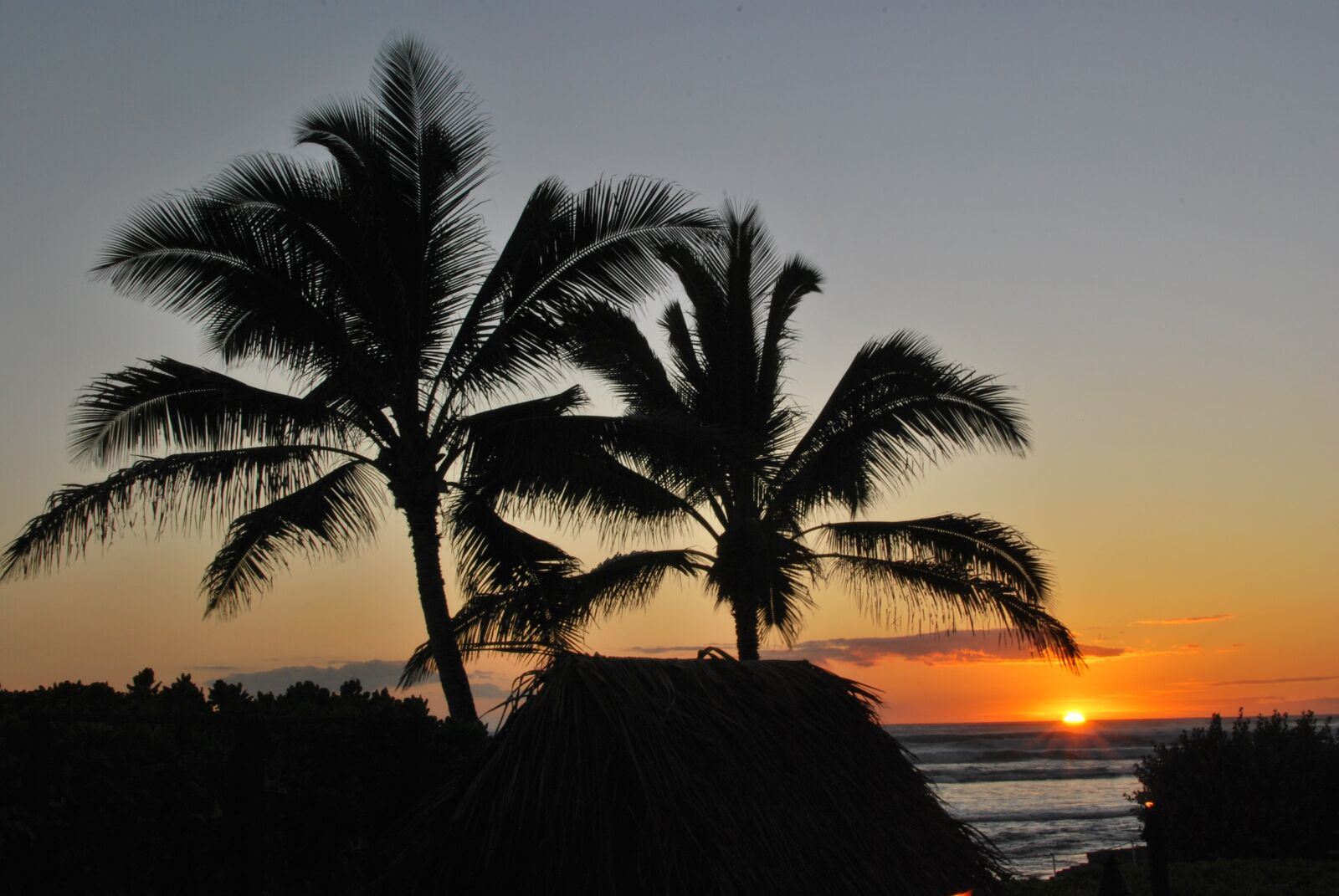 Nikon D60 sample photo. Palm trees, sunset, beach photography