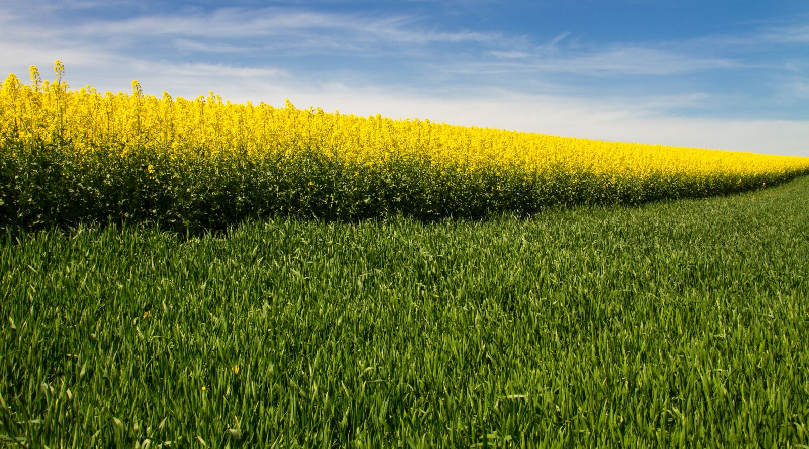 Canon EOS 7D sample photo. Oilseed rape, field of photography