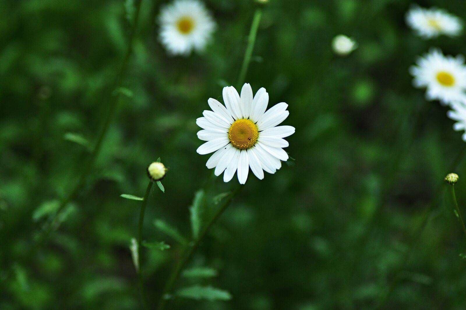 Nikon D90 sample photo. Daisy, ox-eye daisy, flower photography