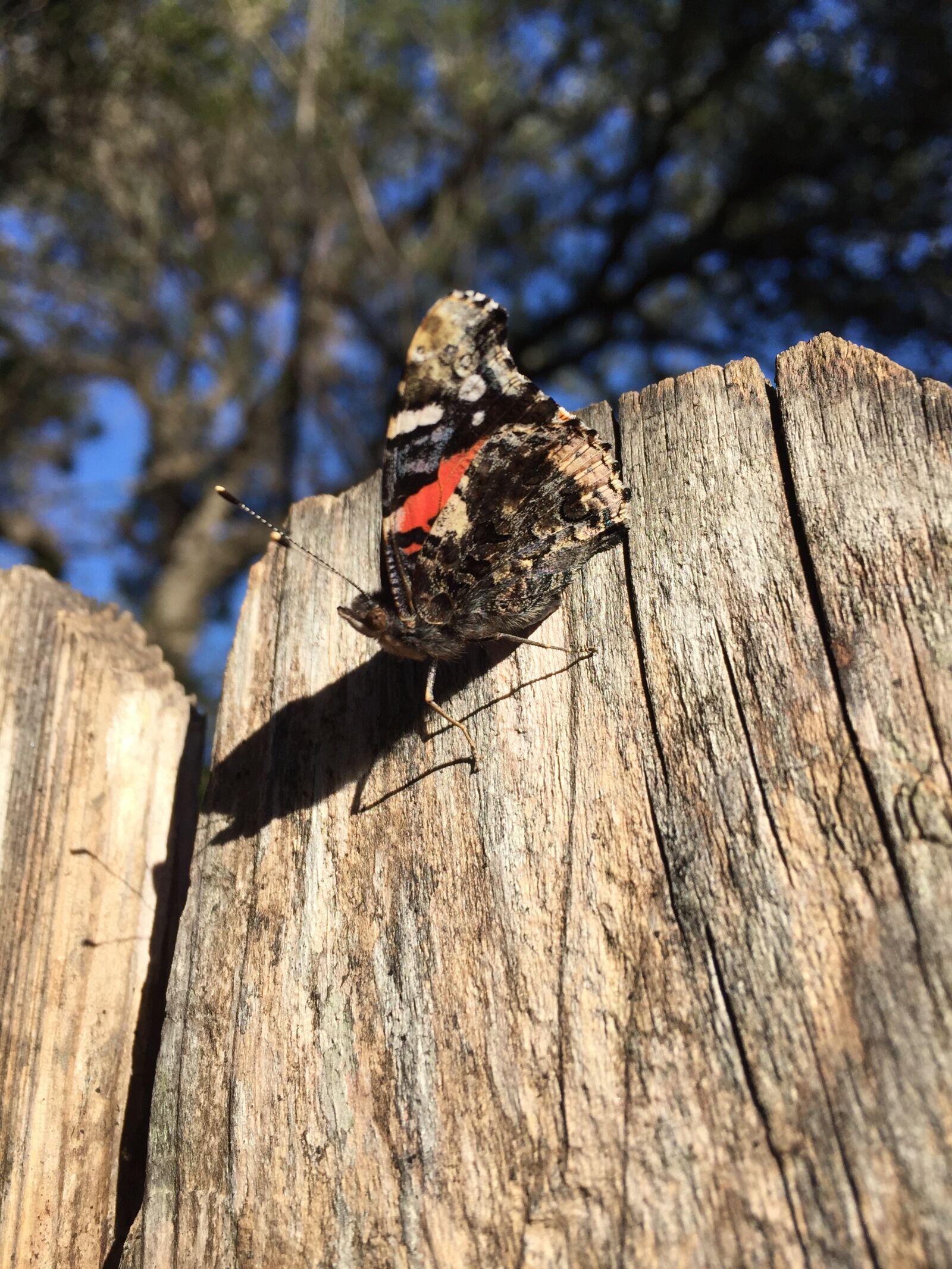 Apple iPhone 6 sample photo. Butterfly, red admiral, nature photography