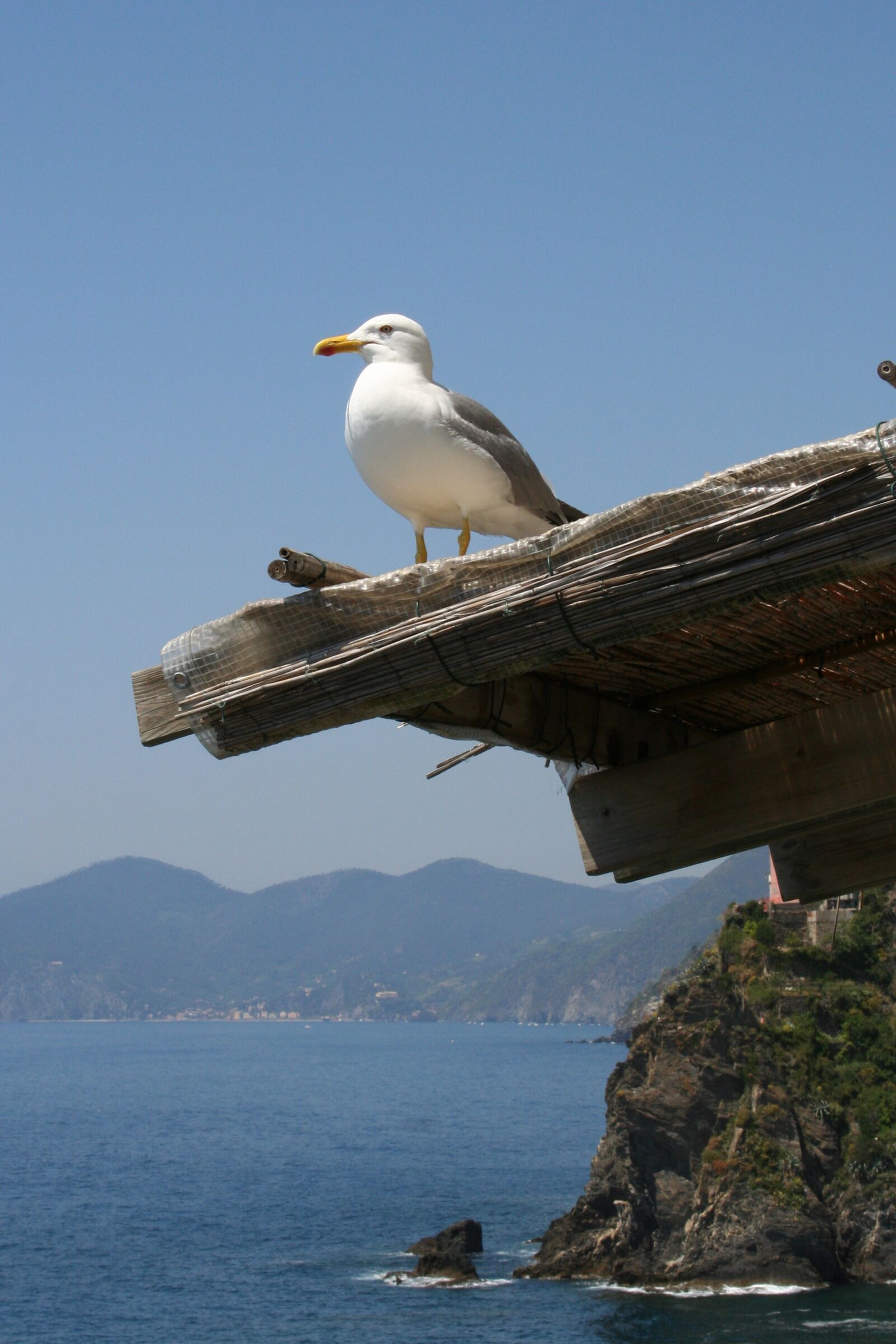 Canon EOS 350D (EOS Digital Rebel XT / EOS Kiss Digital N) sample photo. Seagull, sea, cliff photography