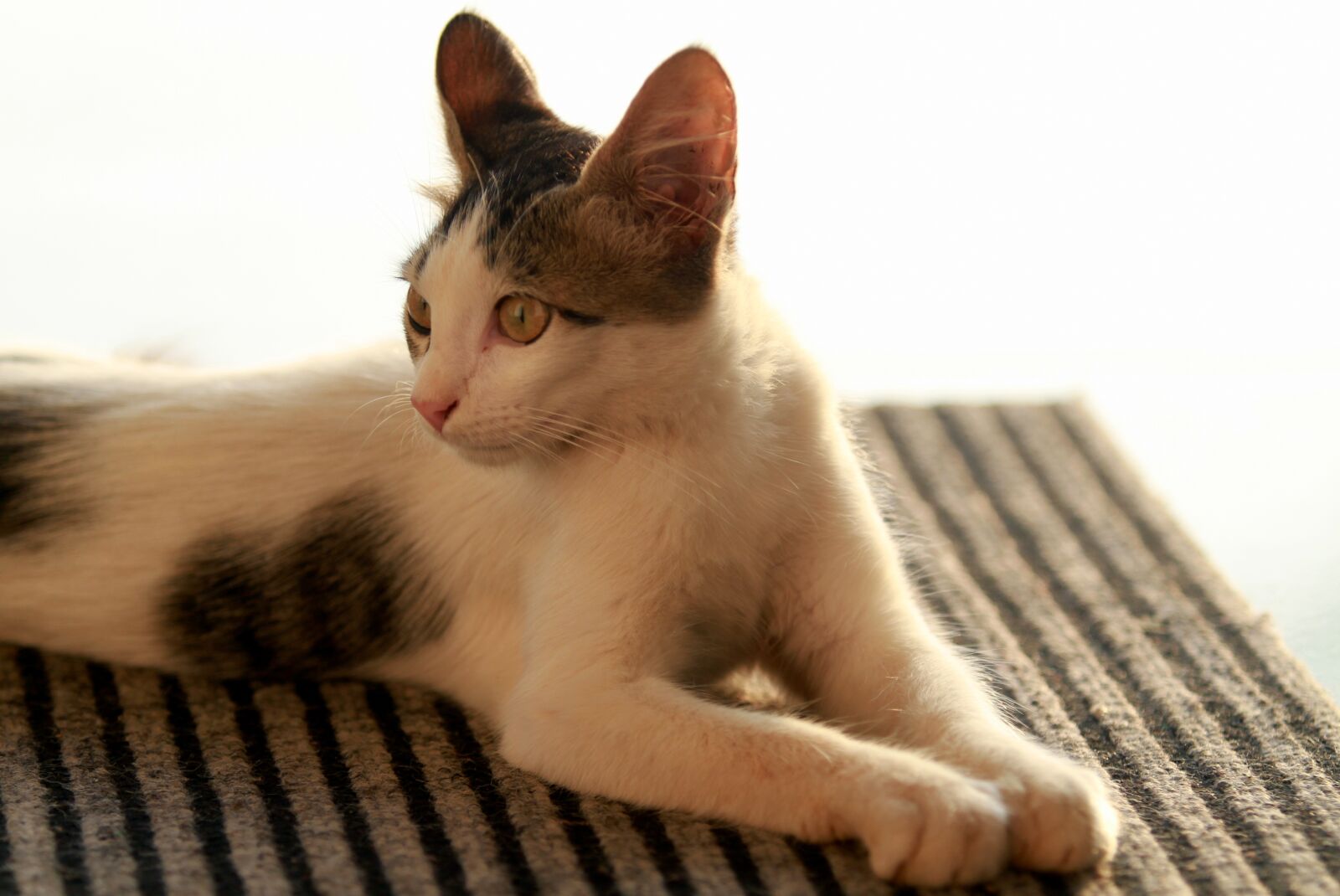 Canon EOS 7D sample photo. Cat, pet, feline photography