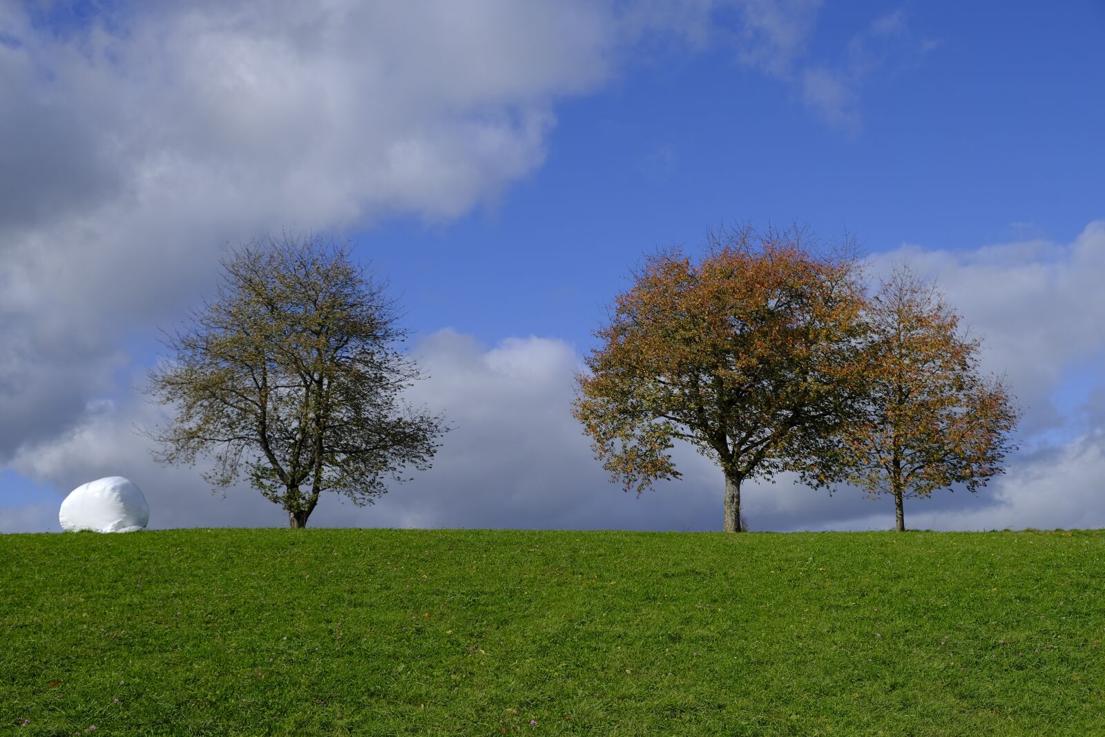 Fujifilm XF 18-55mm F2.8-4 R LM OIS sample photo. Tree, autumn, leaves photography
