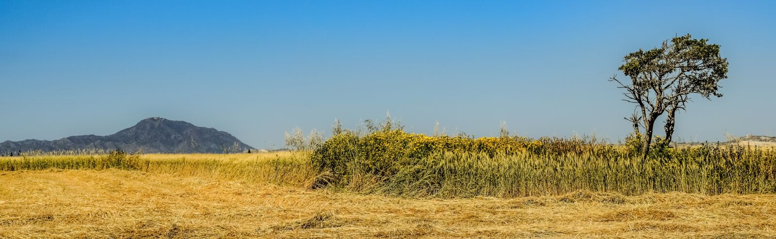 Nikon D3300 sample photo. Tree, landscape, nature photography