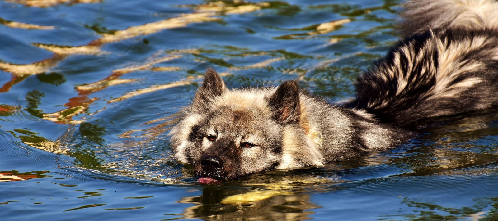 Nikon D7200 sample photo. Eurasians, swim, dog photography