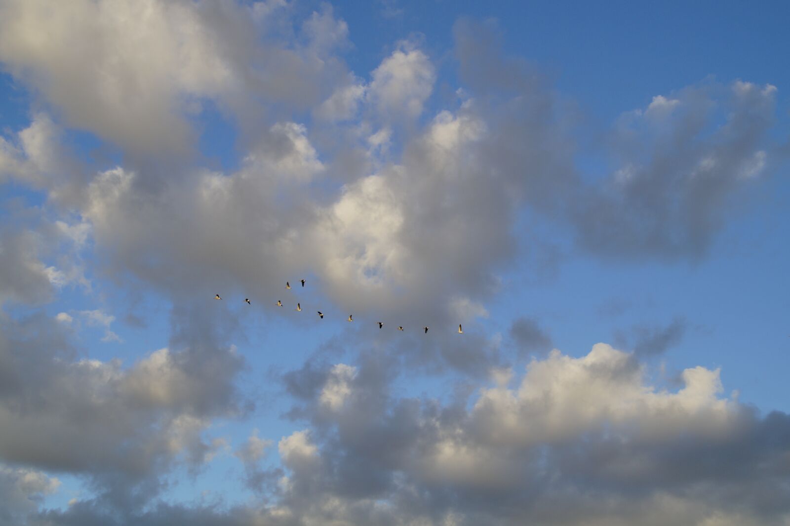 Sony SLT-A58 sample photo. Clouds, sky, bird flight photography