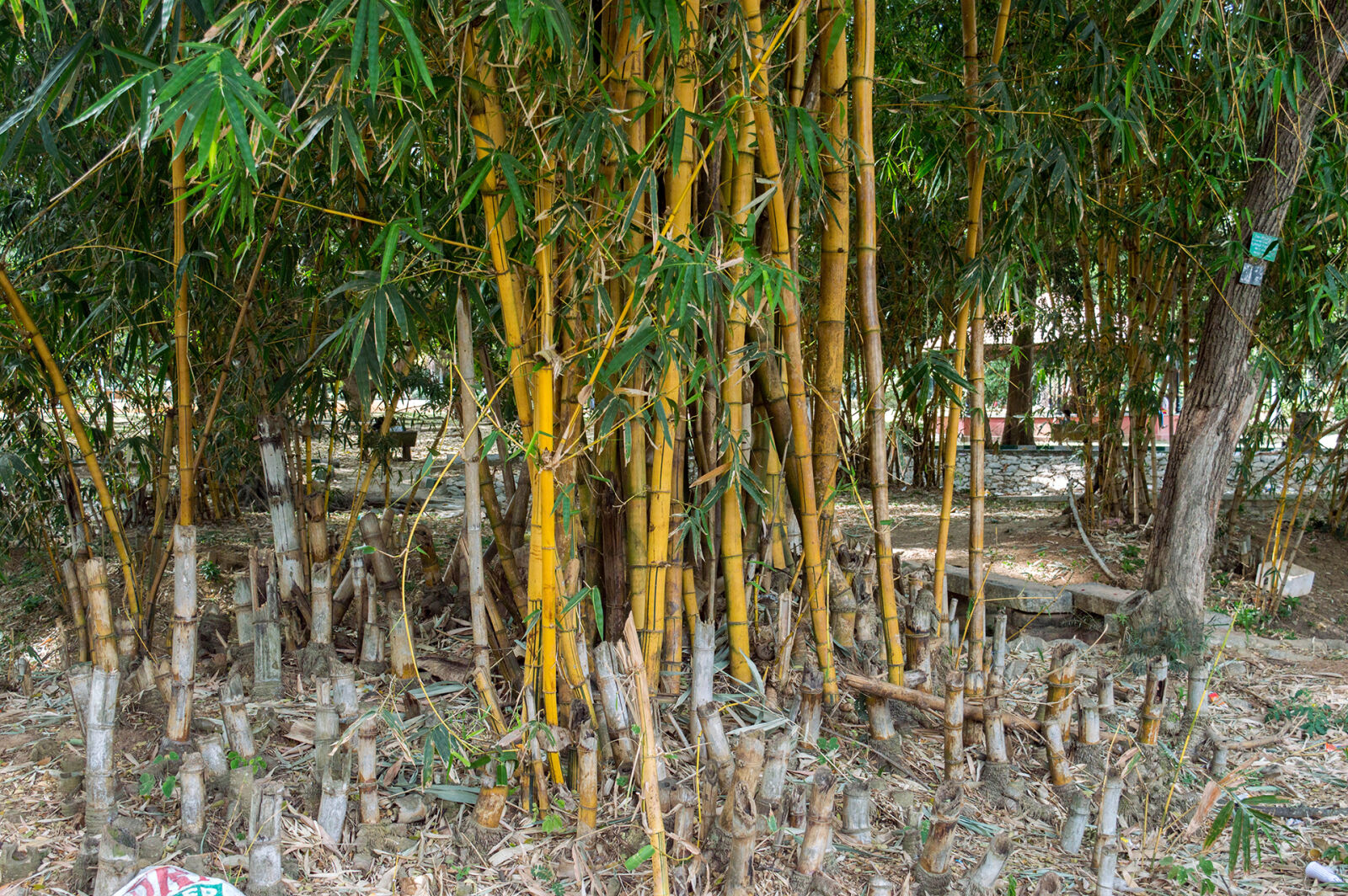 Nikon D3200 sample photo. Bamboo, botanical, botanical, garden photography