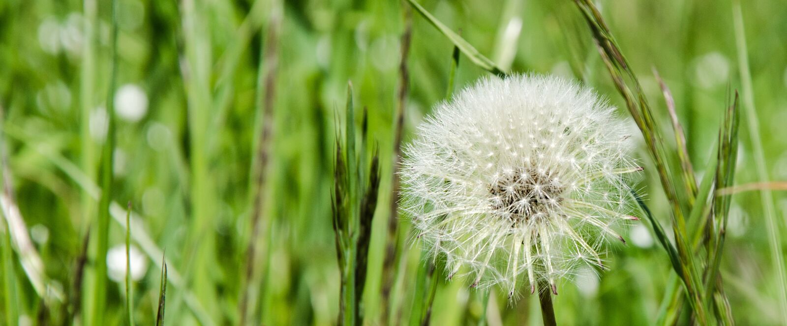 Nikon D5100 sample photo. Dandelion, common dandelion, seeds photography