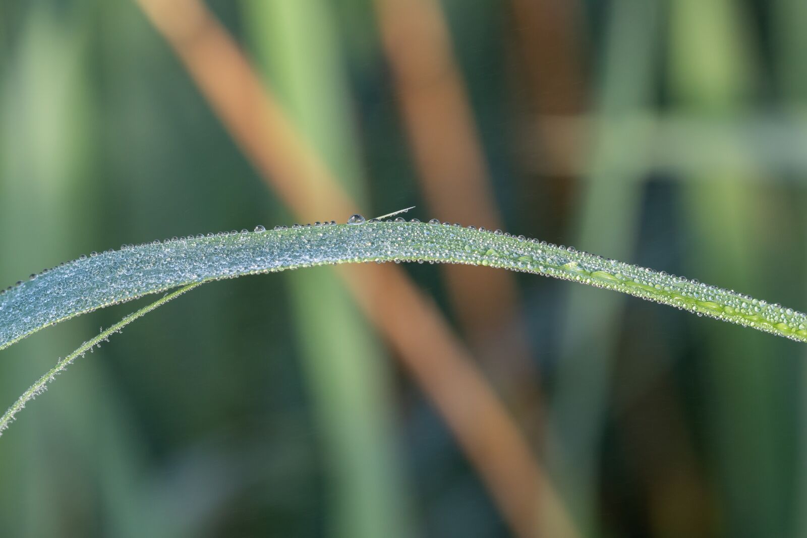 Canon EOS 7D Mark II sample photo. Drip, dewdrop, leaf photography