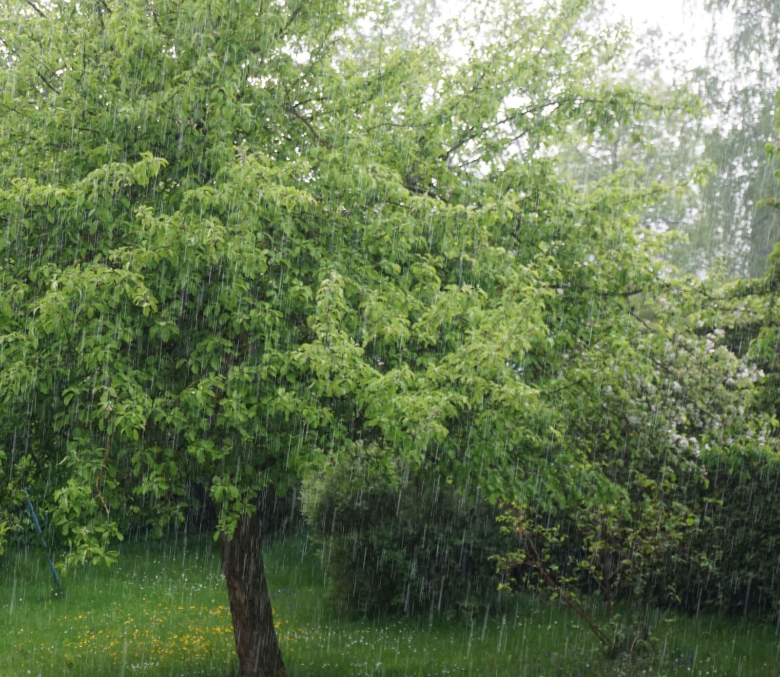 Sony a6000 sample photo. Rain, tree, storm photography