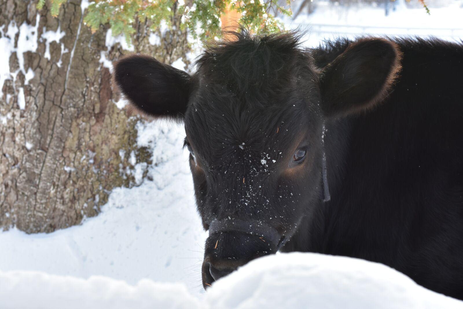Nikon D3400 sample photo. Cow, winter, snow photography