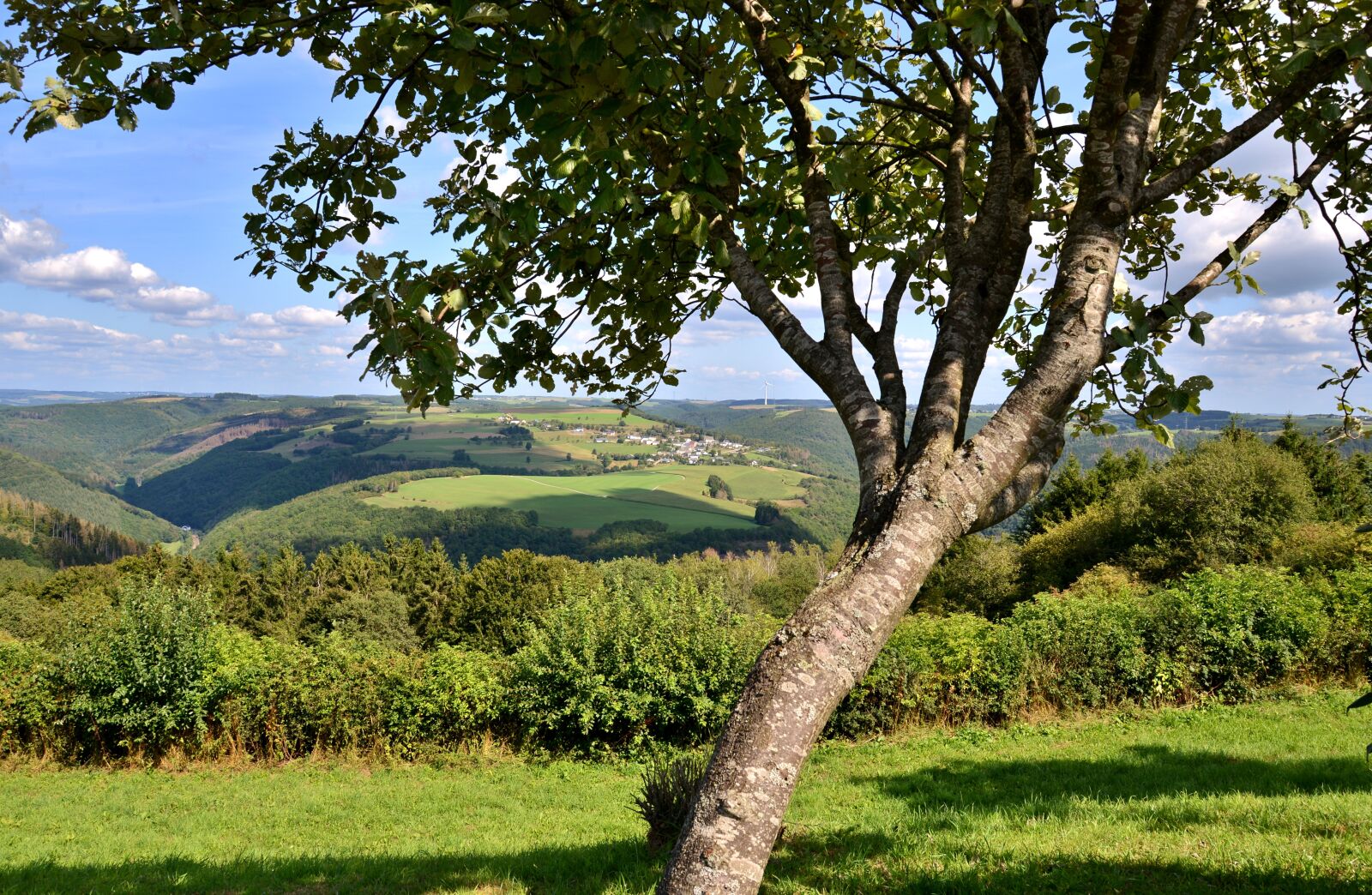 Nikon D600 sample photo. Landscape, vista, tree photography