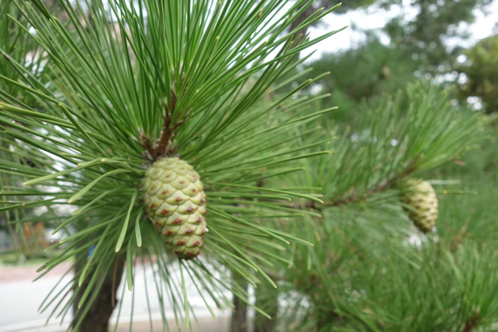 Sony Cyber-shot DSC-RX100 sample photo. Pine cone, pine, wood photography