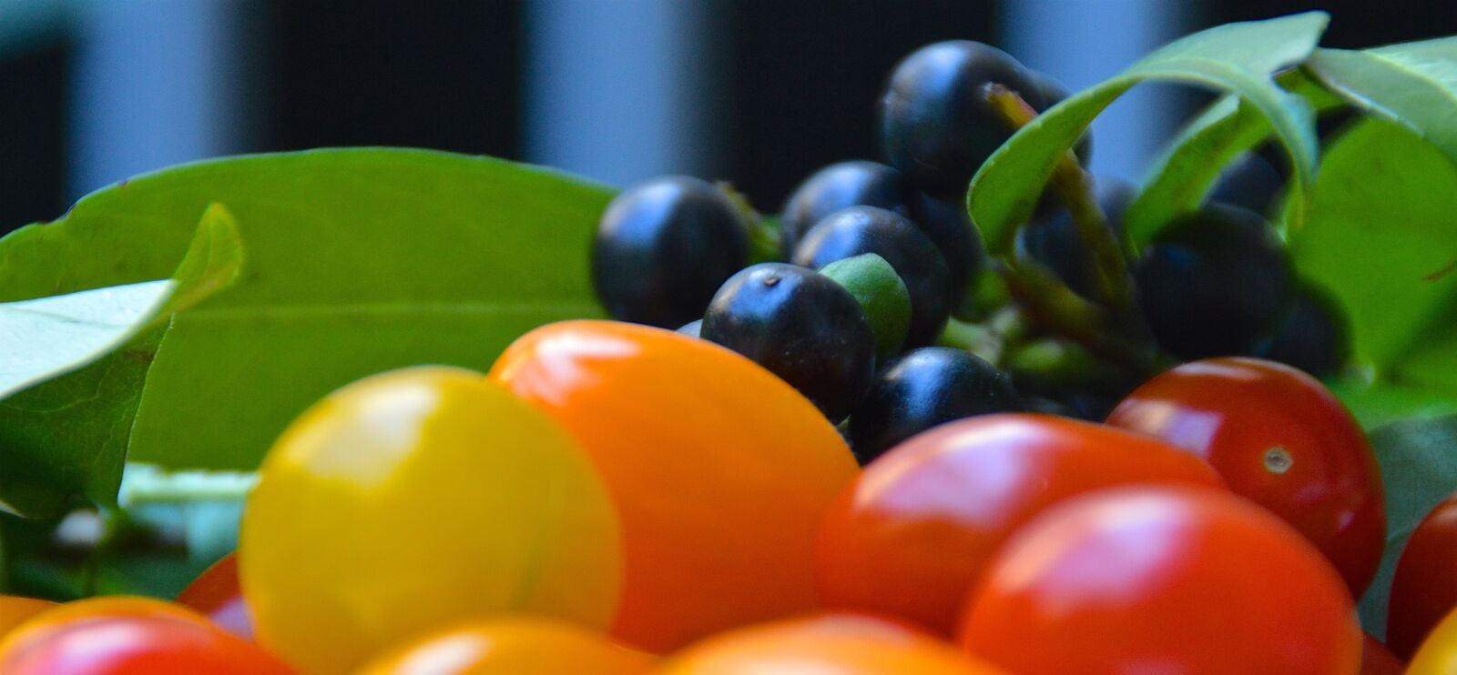 Nikon D3200 sample photo. Cherry laurel, berries, tomatoes photography
